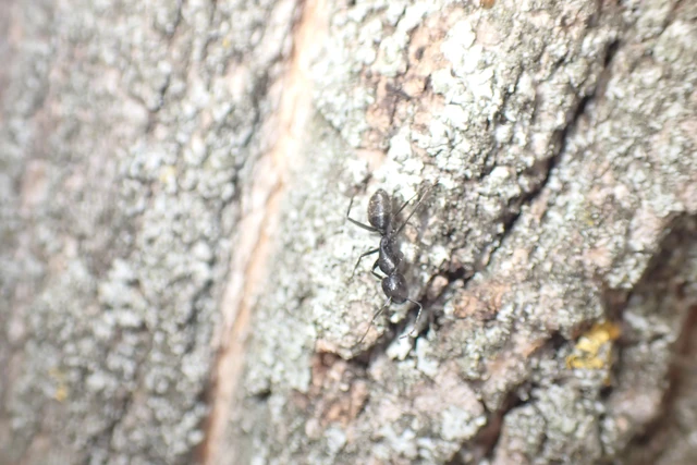 Camponotus vagus - fekete lóhangya