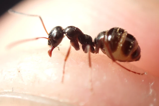 Formica gagates - szurkos rabszolgahangya