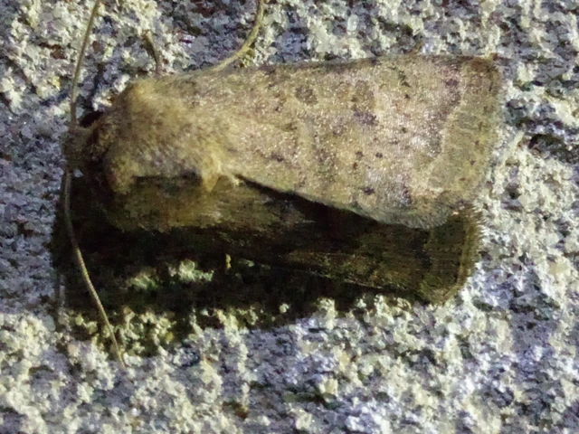 Hoplodrina octogenaria - barna selymesbagoly