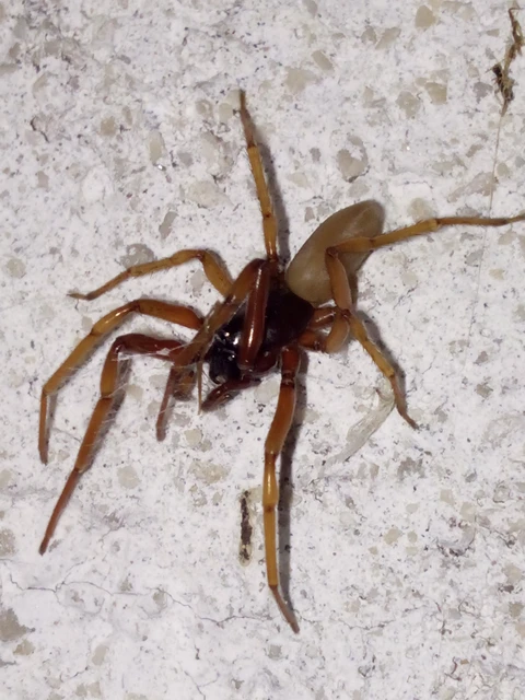 Araneae - Pókok
