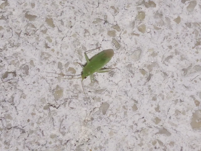 Miridae - mezeipoloskák