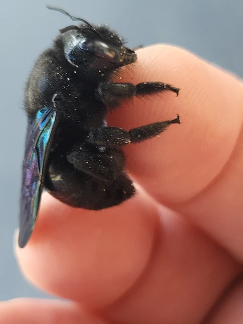 Xylocopa