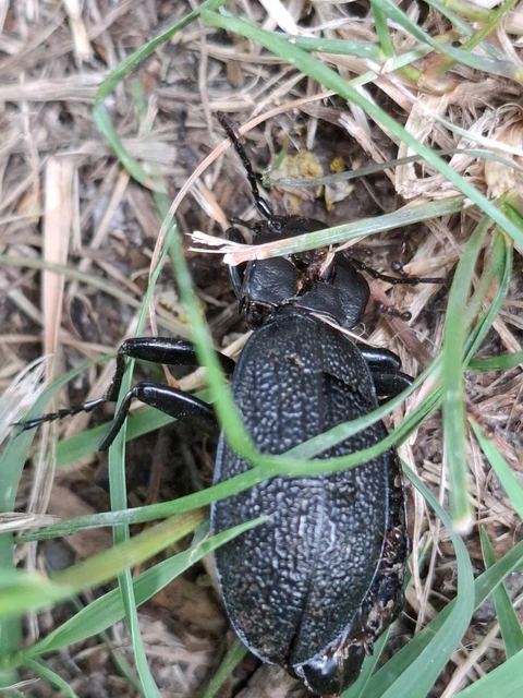 Carabus coriaceus - bőrfutrinka Carabus coriaceus - bőrfutrinka