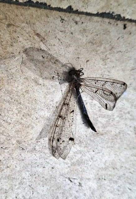 Distoleon tetragrammicus - négyfoltos hangyaleső