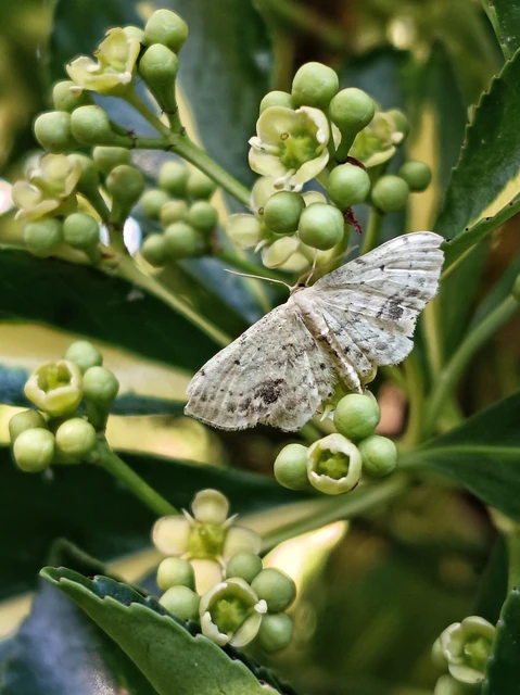 Idaea dimidiata - gyakori apróaraszoló