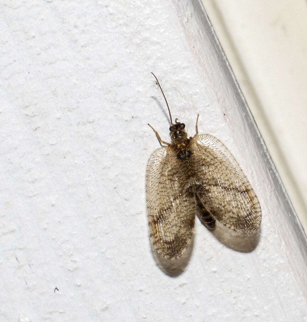 Hemerobius humulinus