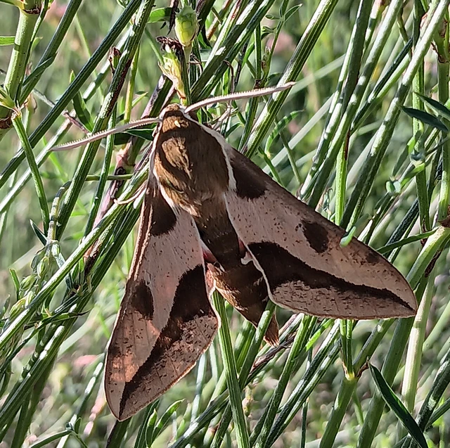 Hyles euphorbiae - kutyatejszender