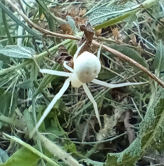 Araneae - Pókok