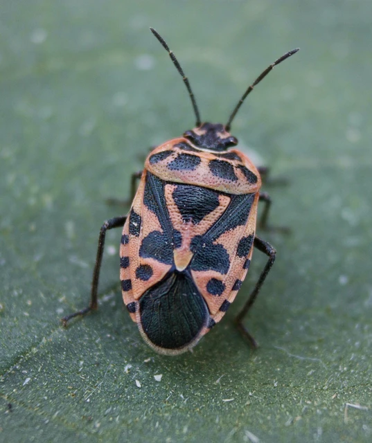 Eurydema Eurydema