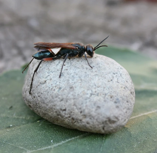 Chalybion femoratum - acélkék lopódarázs
