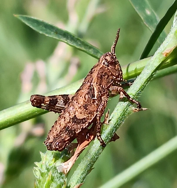 Orthoptera - Egyenesszárnyúak