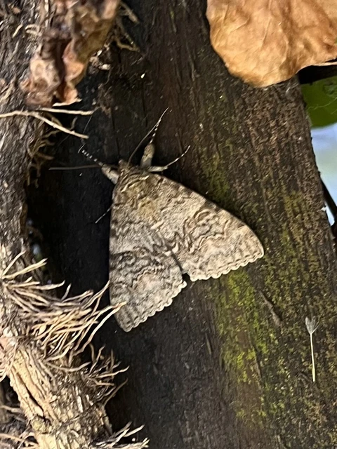 Catocala nupta - piros övesbagoly