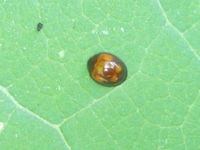 Exochomus quadripustulatus - négyfoltos szerecsenkata