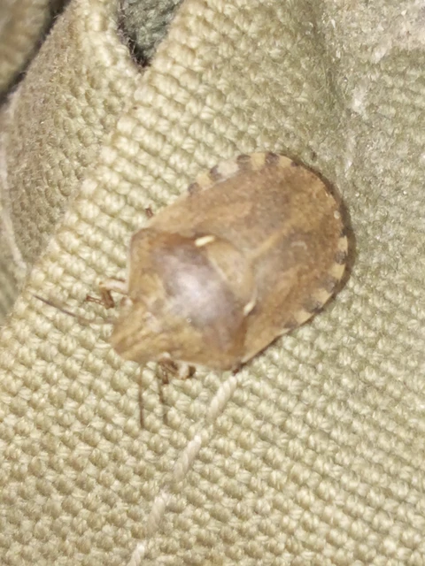 Eurygaster Eurygaster