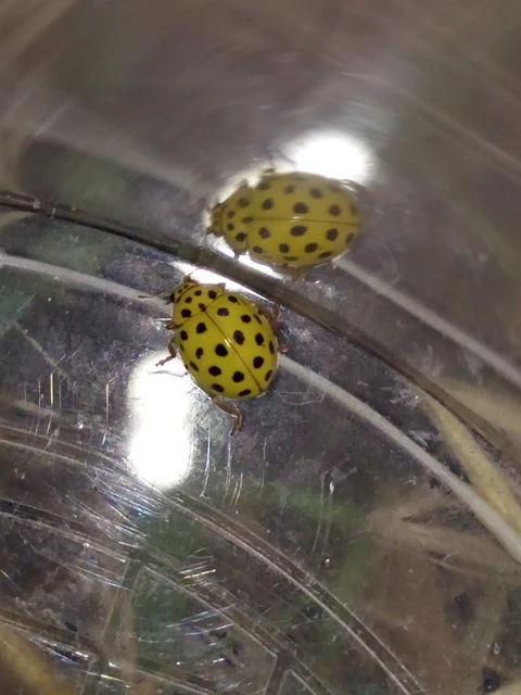 Psyllobora vigintiduopunctata - huszonkétpettyes katica