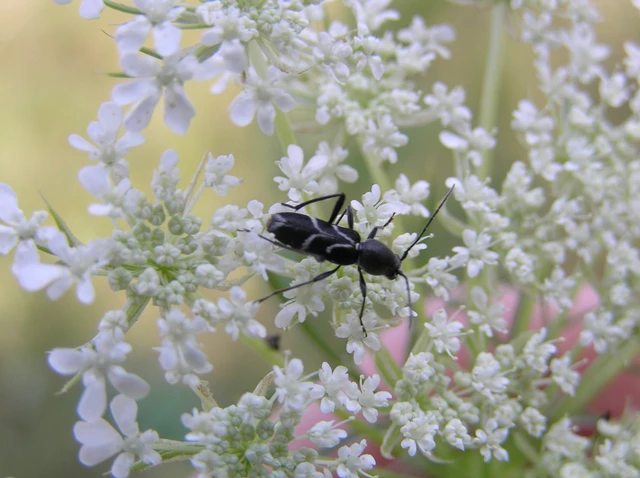 Chlorophorus sartor - feketevállú darázscincér