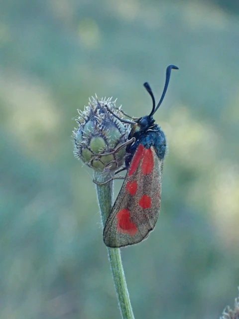 Zygaena loti - közönséges csüngőlepke