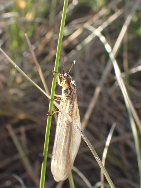 Myrmecaelurus trigrammus - hangyafarkas