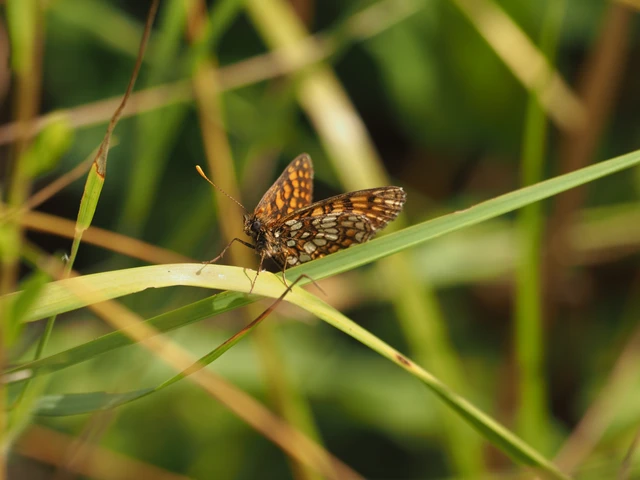 Melitaea britomartis - barnás tarkalepke