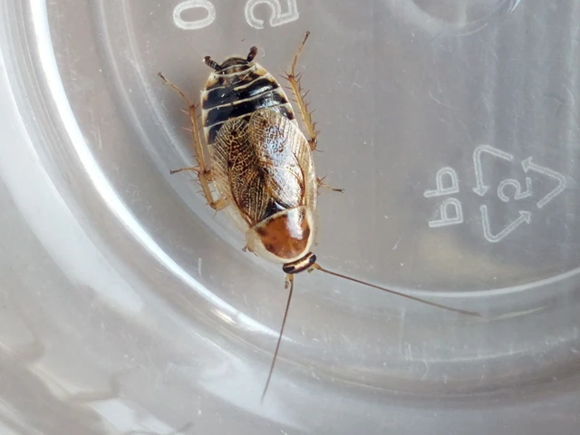 Blattodea - Csótányok Blattodea - Csótányok