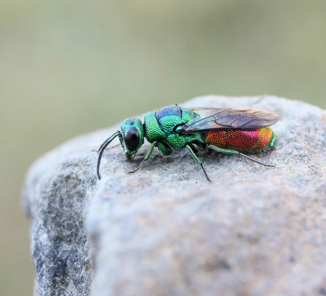 Hymenoptera - Hártyásszárnyúak