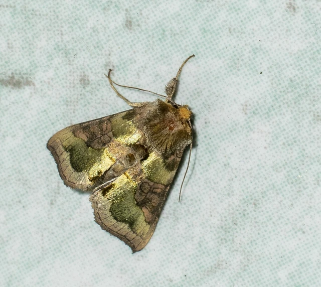 Diachrysia chrysitis/stenochrysis