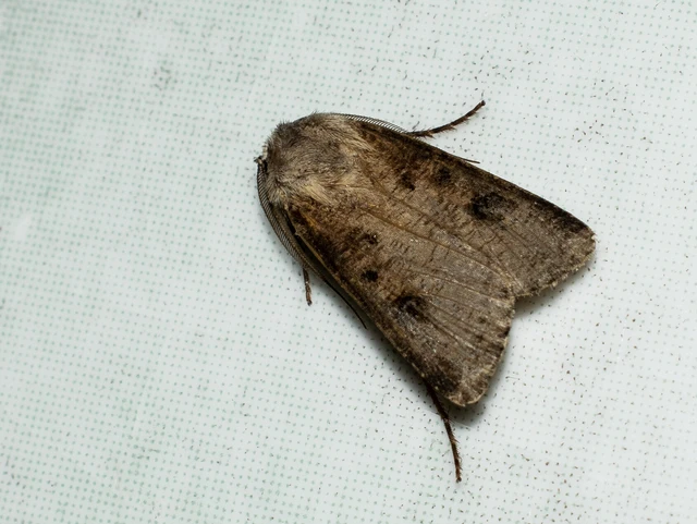 Agrotis clavis - zömök földibagoly