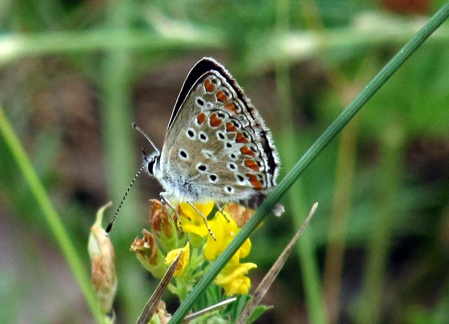 Aricia agestis - szerecsenboglárka