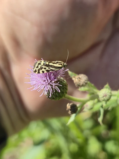 Emmelia trabealis - zebrabagoly