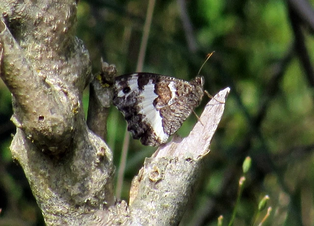 Brintesia circe - fehéröves szemeslepke