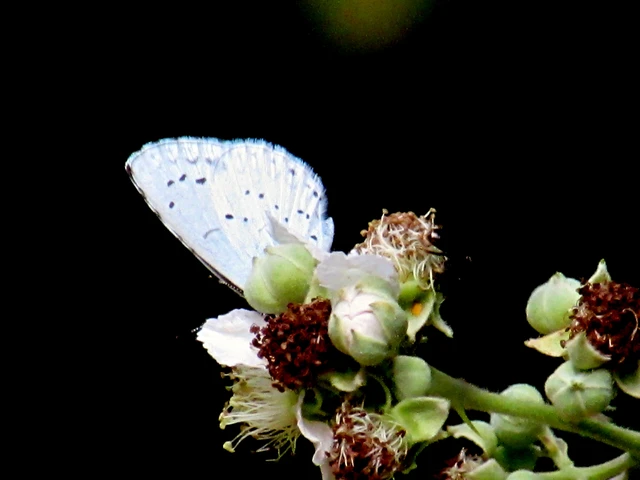 Celastrina argiolus - bengeboglárka