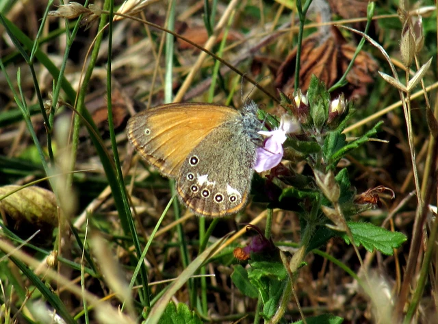 Coenonympha glycerion - közönséges szénalepke