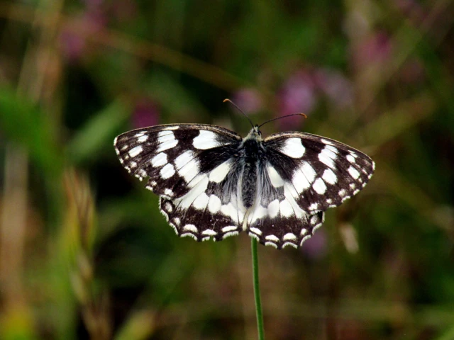 Melanargia galathea - sakktáblalepke