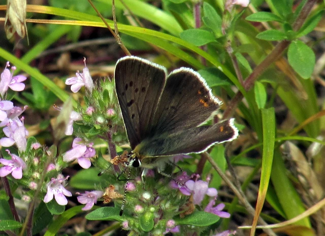 Lycaena tityrus - barna tűzlepke