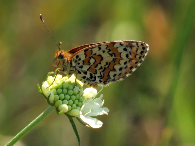 Melitaea trivia - kis tarkalepke