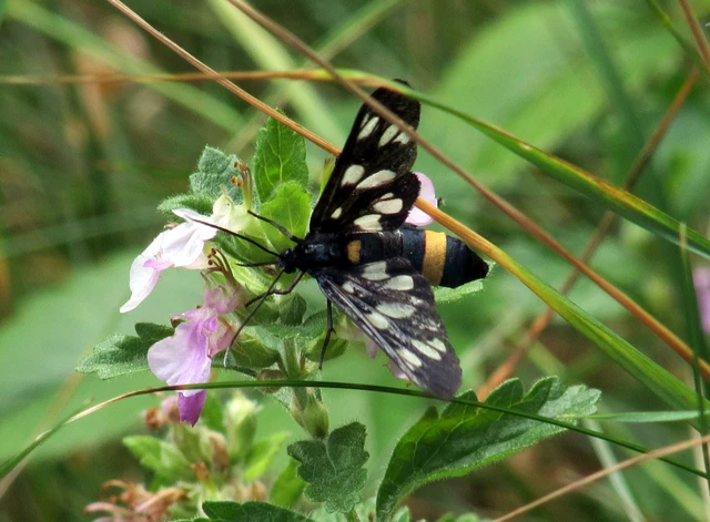 Amata phegea - fehérpettyes álcsüngőlepke