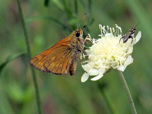 Ochlodes sylvanus - erdei busalepke