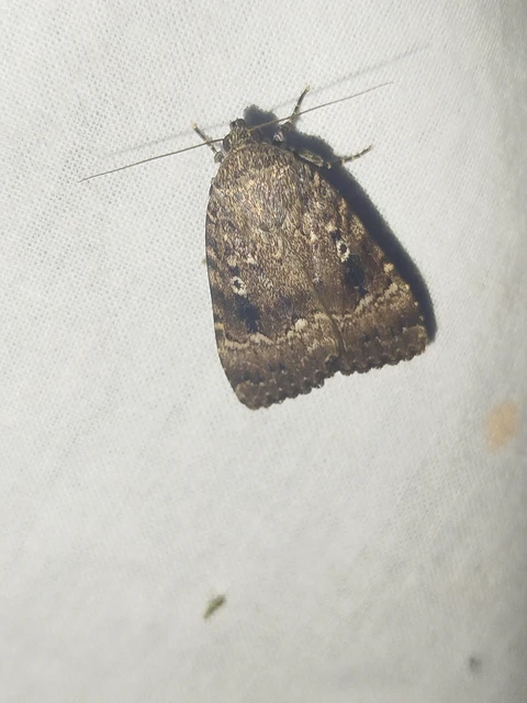 Amphipyra pyramidea - fahéjszínű bagoly