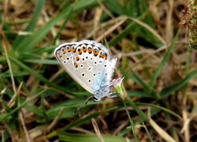 Plebejus argyrognomon - tintakék boglárka