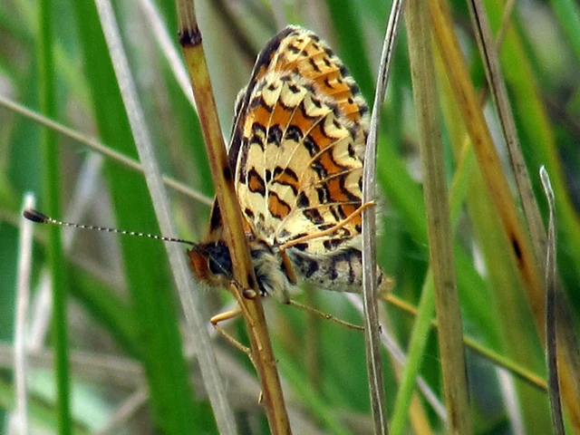 Melitaea trivia - kis tarkalepke