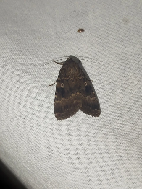 Amphipyra berbera svensoni - rezesszárnyú bagoly