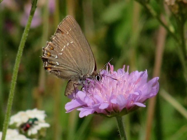 Satyrium ilicis - tölgyfa-csücsköslepke