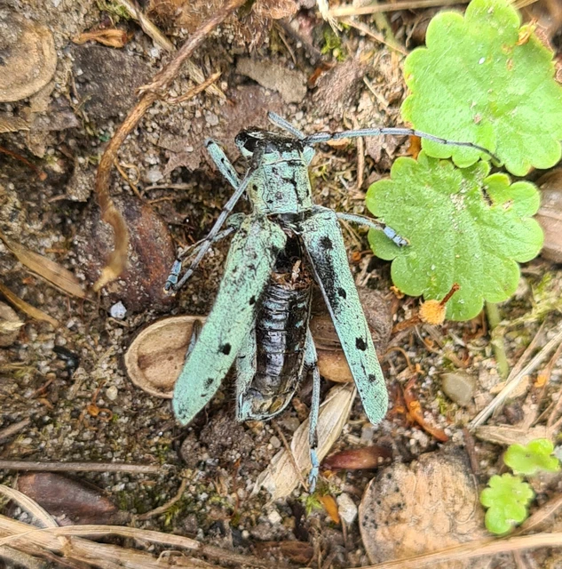 Saperda octopunctata - nyolcpontos cincér