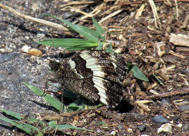 Brintesia circe - fehéröves szemeslepke