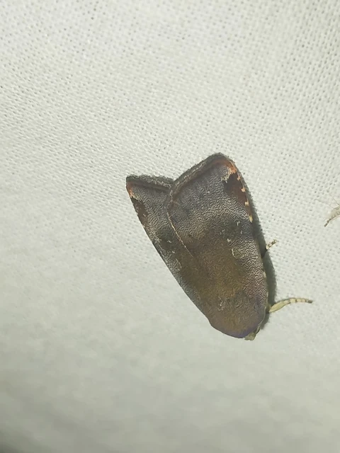 Noctua janthe/janthina