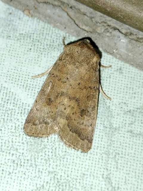 Hoplodrina octogenaria - barna selymesbagoly