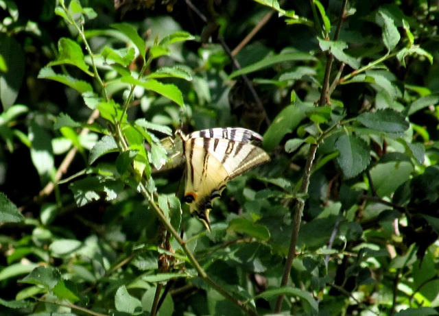 Iphiclides podalirius - kardoslepke