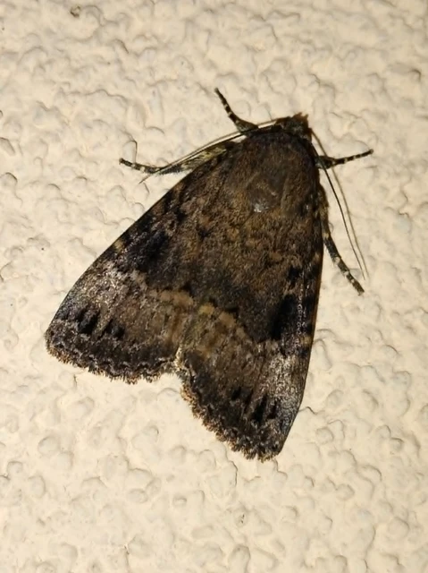 Amphipyra berbera/pyramidea