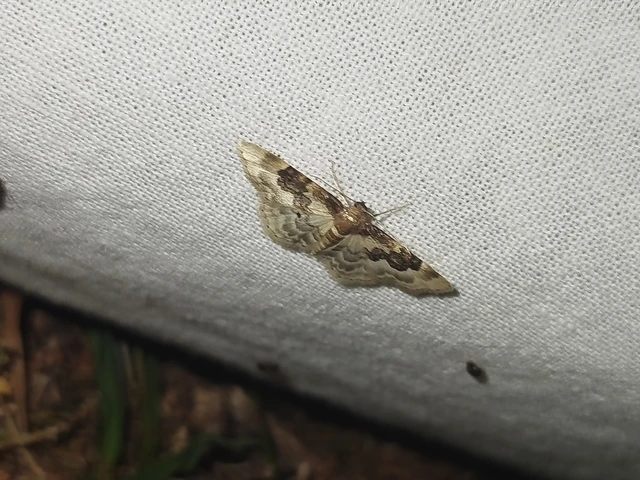 Idaea rusticata - tarka apróaraszoló