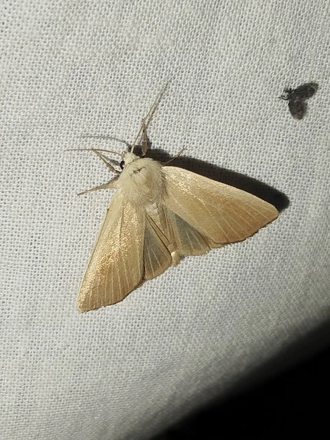 Arenostola phragmitidis - selymes nádibagoly